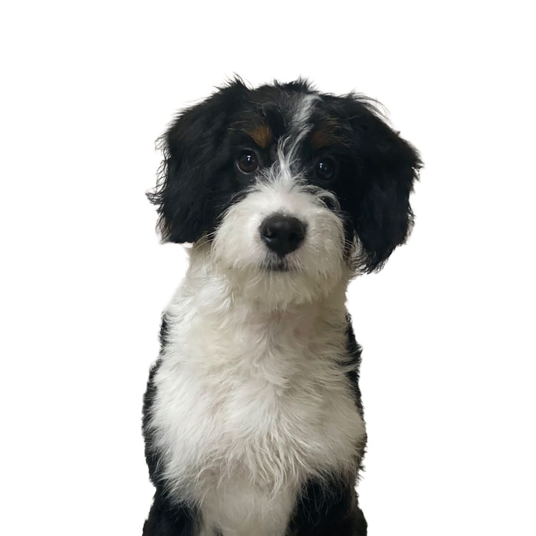 Lexi-Dog-3